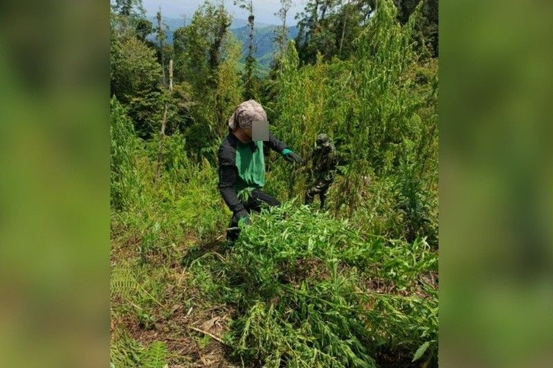 PDEA-12 agents destroy 11,502 marijuana plants in South Cotabato.